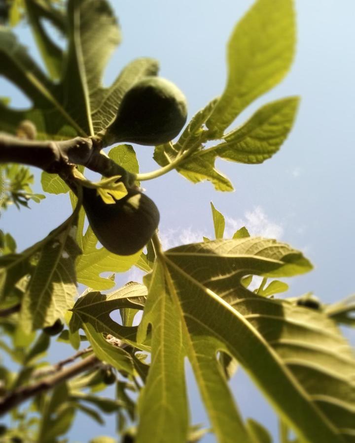 קלדאבו Soba Lavanda מראה חיצוני תמונה